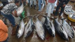 Tangkapan Ikan Tuna Nelayan Aceh Turun akibat Cuaca Buruk