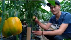 Ridwan Kamil Perkenalkan Petani Milenial di Jabar, Penghasilannya Rp20 Juta per Bulan