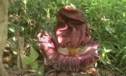 Video Bunga Bangkai Tumbuh di Kebun Hebohkan Warga Subang<