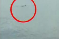 Video Warga Diserang Buaya Muara di Pantai Talise Palu