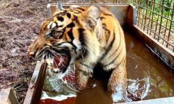9 Bulan Jadi Korban Jerat, Harimau Corina Dilepasliarkan ke Hutan Riau