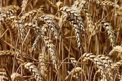 Mubazir! 35 Miliar Kg Biji-bijian di China Terbuang Percuma Setiap Tahun<