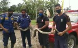 Biki Resah dan Mangsa Ternak Warga, Ular Sanca 6 Meter di Muba Ditangkap<