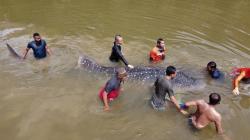 Terdampar, Hiu Paus Tutul Didorong Sejauh 5 Km di Sungai Wanggu Kendari