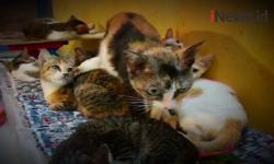 Video Pria di Bekasi Dirikan Asrama untuk Kucing Liar