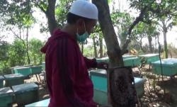 Luar Biasa, Mantan Preman Ini Sukses Ternak Lebah Madu hingga Naik Haji  