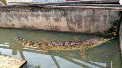 Buaya Muara Tangkapan Warga Langkat Mati di Penangkaran Asam Kumbang Medan, Ini Penyebabnya