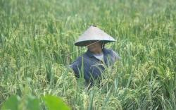 Harga Gabah di Sumsel Anjlok, Petani Harap Perhatian Pemerintah