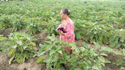 Sudah Punya Kartu Tani, Petani di Blora Masih Kesulitan Pupuk