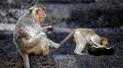 Monyet Ekor Panjang Teror Warga Bantul, Serbu Permukiman dan Lahan Pertanian<