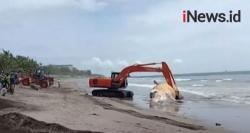 Video Bangkai Paus Bryde Dikubur di Pantai Batu Belig Bali