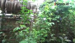 Video Tanaman Sambiloto Dipercaya Obat Alternatif Penyembuhan Pasien Covid-19