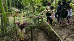 Bunga Bangkai Raksasa Mekar di Taman Hutan Raya Ir Djuanda Bandung