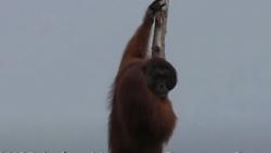 Video Orang Utan Rusak Kebun Nanas Warga di Palangkaraya<