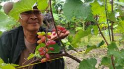 Budi Daya Tanaman Anggur, Pengacara Asal Blora Ini Untung Jutaan Rupiah 