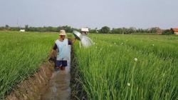Jokowi Tegaskan Tak Impor Beras saat Panen Raya, Harga Gabah Petani Beranjak Naik<