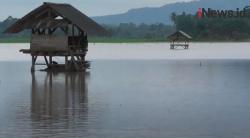 Video Ratusan Hektare Sawah di Lampung Selatan Jadi Danau akibat Hujan Terus Menerus