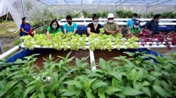 Edukasi Urban Farming untuk Ketahanan Pangan