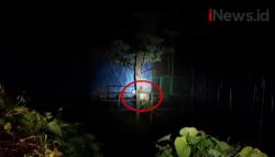 Video 2 Harimau Lepas di Kebun Binatang Sinka Zoo Singkawang, Penjaga Tewas Diterkam<