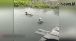 Video Lumba-Lumba Berukuran 2 Meter Terdampar di Sawah Luwu Sulsel