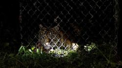 1 Harimau Lepas dari Sinka Zoo Singkawang Dilumpuhkan dengan Peluru Tajam, 1 Berkeliaran<