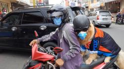  Video Viral, Anjing Patuhi Lalu Lintas dan Prokes  saat Tasikmalaya Terapkan PPKM<