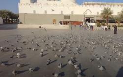 Video Kisah Burung Dara di Makkah dan Madinah