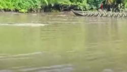 Video Kemunculan 3 Buaya dan Berang-Berang Resahkan Warga di Kumai Kotawaringin Barat