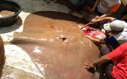 Heboh, Ikan Pari Besar yang Sedang Hamil Ditangkap dan Dibantai di PALI<
