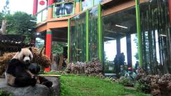 PPKM Mikro, Jumlah Wisatawan ke Taman Safari Indonesia Turun hingga 50 Persen