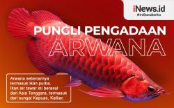 Infografis: Polisi Selidiki Dugaan Pungli Pengadaan Ikan Arwana di Kapuas Hulu