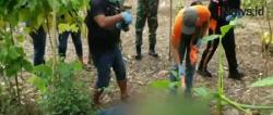 Heboh, Penemuan Jasad Pria di Ladang Jagung