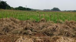 Petani Subang Minta Ridwan Kamil Buat Regulasi soal Pertanian