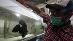 Penjualan Ikan Hias Meningkat di Tengah Pandemi 