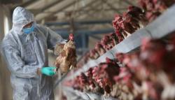 Awas, Musim Hujan Berpotensi Memicu Wabah Virus Flu Burung di Bandung Barat