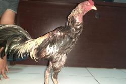 Tepergok Emak-Emak, Pencuri Ayam Jago di Jambi Nyaris Tewas Dipukuli Warga