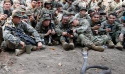 Aksi Tentara Minum Darah Kobra dalam Latihan Perang di Thailand Dikecam Aktivis Satwa