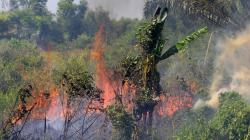 Cuaca Panas, Kebakaran Lahan Meluas di Dumai