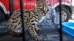 Kucing Hutan Diserahkan Warga ke BKSDA Aceh Utara