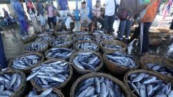 Nelayan Tetap Melaut saat Pandemi, Tangkapan Ikan di Pulau Weh 2020 Meningkat