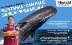 Infografis Muntahan Ikan Paus Senilai Rp3,6 Miliar Ditemukan di Pantai
