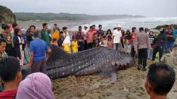 Tasikmalaya Gempar, Hiu Paus Tutul Raksasa Terdampar di Pantai Batu Nunggul<
