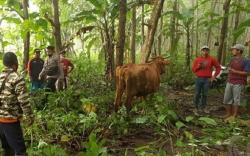 Hilang Dicuri, 4 Ekor Sapi Ditemukan Terikat Pohon Jati di Tengah Hutan 