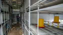 Penampakan Apartemen Ayam 4.0 di Desa Cibodas, Tampung 5.000 Ekor Hewan Ternak<