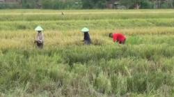 Harga Gabah Anjlok, Petani Minta Pemerintah Tak Perlu Impor Beras