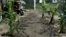 Unggah Foto Jalan Rusak Ditanami Pohon Pisang di Sukabumi, Guru Ini Dimaki Aparat Desa 