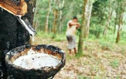 Membanggakan, Karet Petani Sumsel Jelajahi Sejumlah Negara<