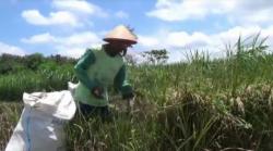 Harga Beras di Petani Kompak Turun Sepanjang April 2021