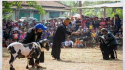 Atraksi Domba Garut, Seni Ketangkasan Asal Garut yang Turun Temurun