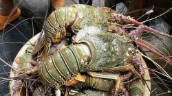 Vietnam Pengekspor Lobster Terbesar, KKP: Itu Benihnya dari Kita